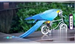 搞笑鹦鹉爆料视频大全,笑料百出！搞笑鹦鹉爆料视频大盘点