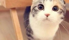 娱乐吃瓜君折耳猫七七,折耳猫的娱乐传奇